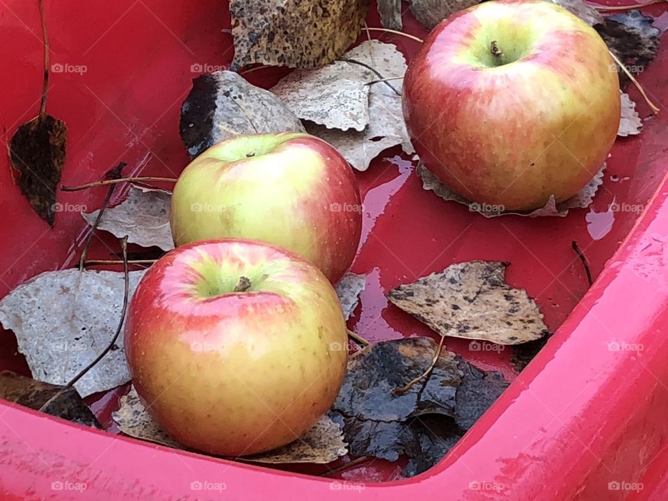 Apples make fall weather more beautiful