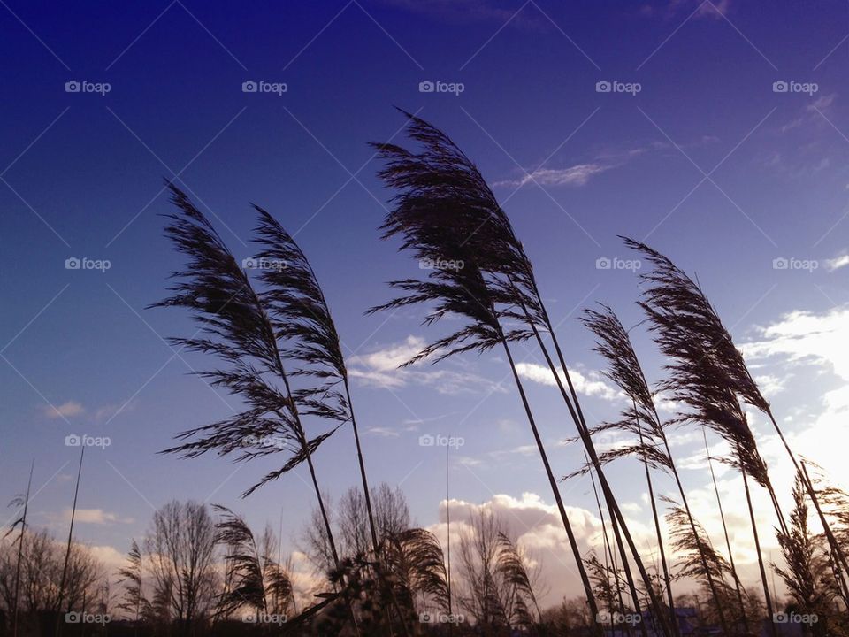 Silhouette of straws in the evening