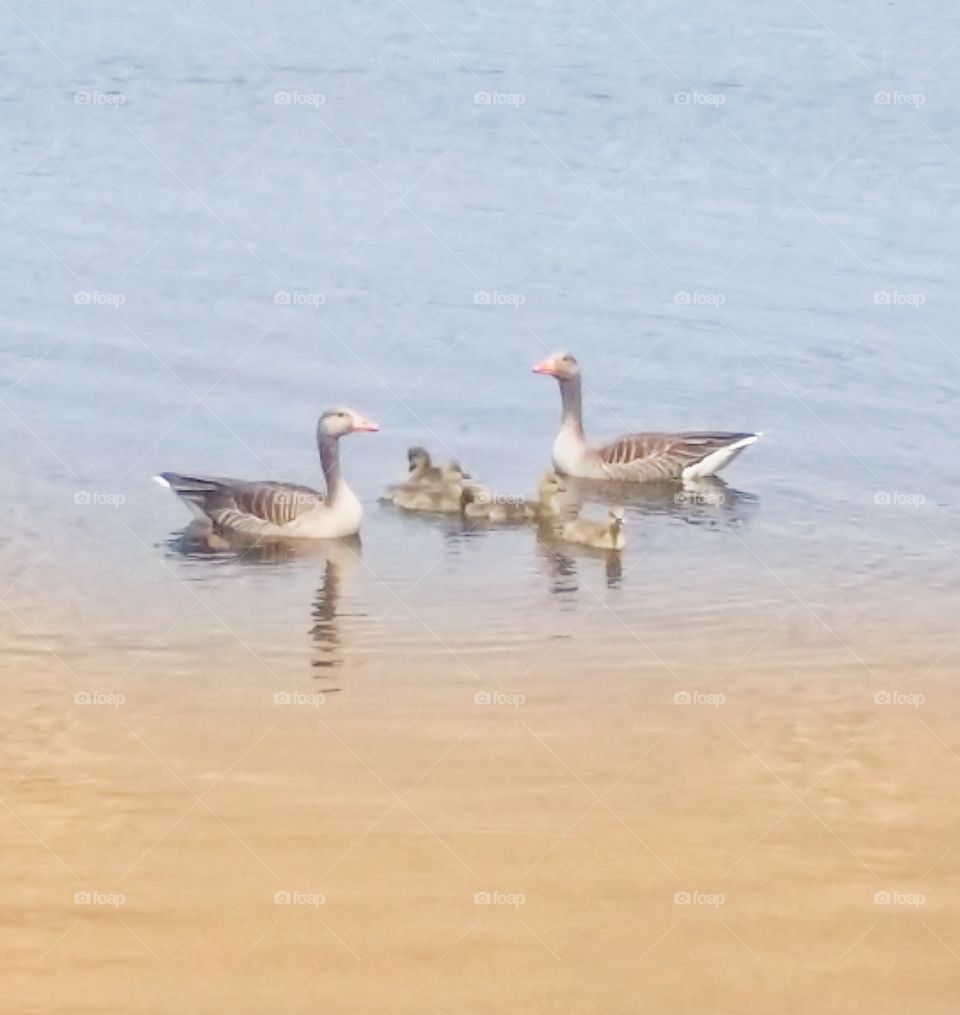 A small goose family on the lake