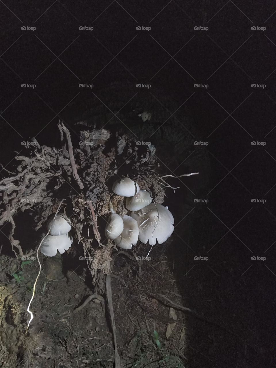 This is a type of mushroom. This is built on a rotting coconut shell. This mushrooms  grows on any decaying plant part. Indeed, this is a very tasty dish.