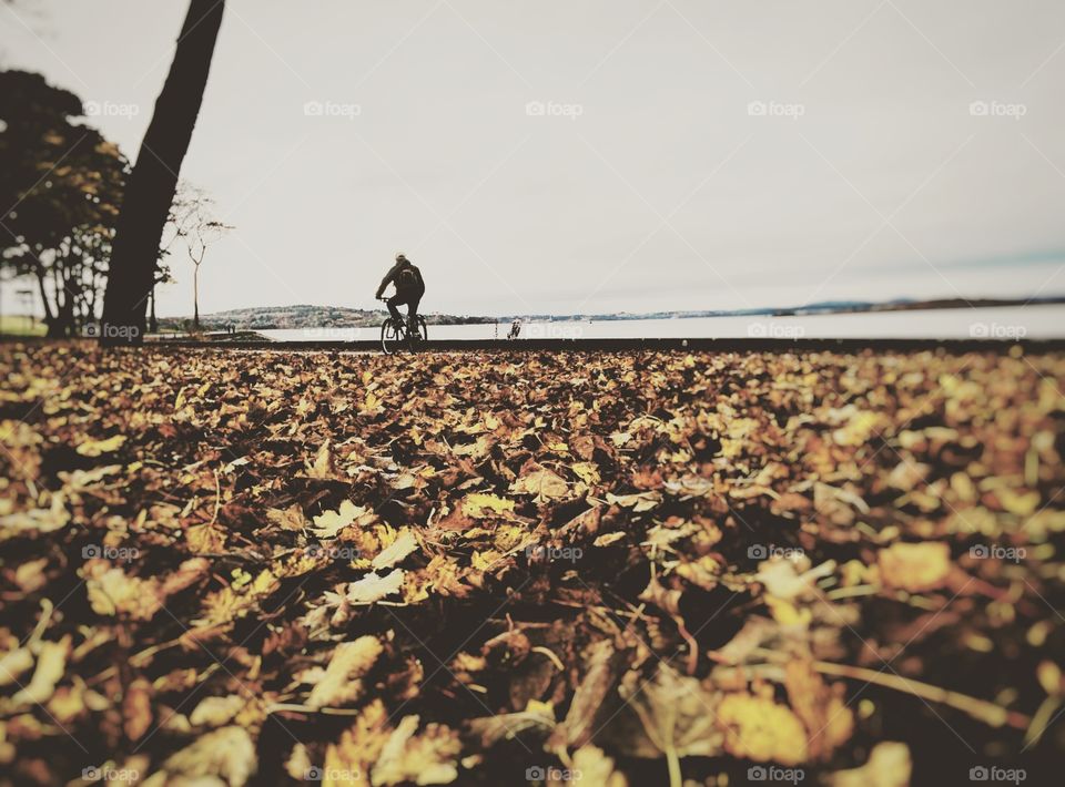 Autumn leaves 🍂 