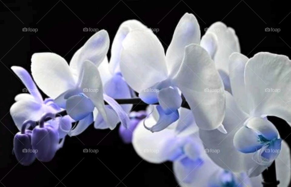 Glowing Blue Orchid's sweet flowers.