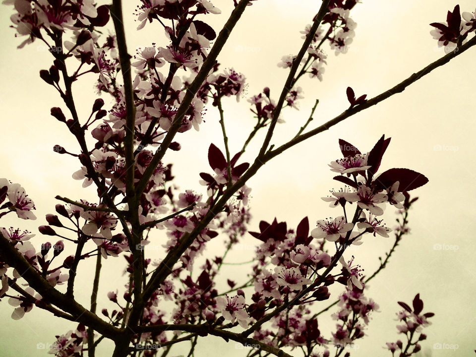The Cherry Blossom - Artistic