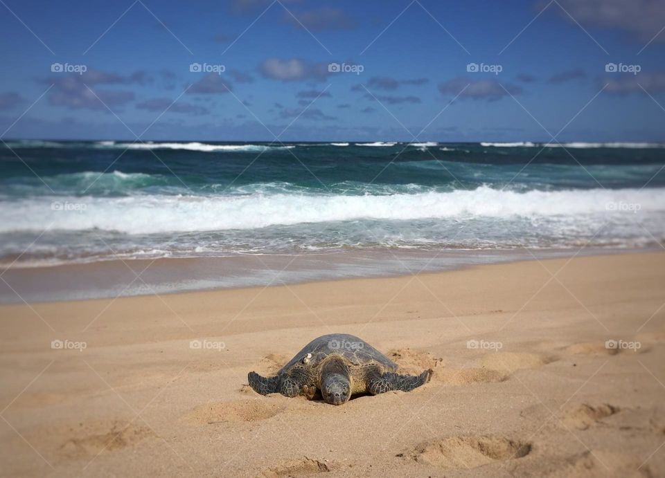 Sea turtle on a beach