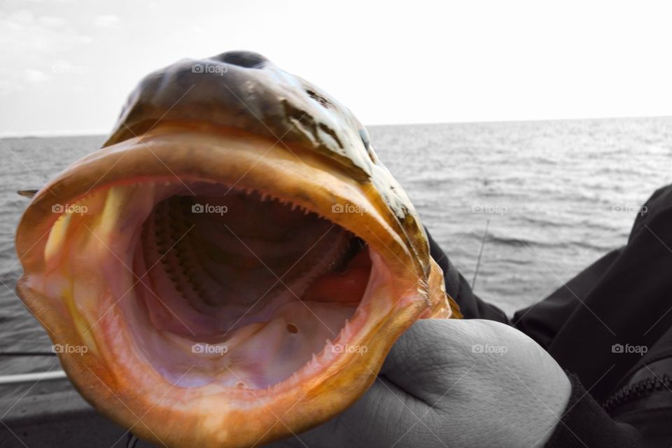 Bigmouth Cod