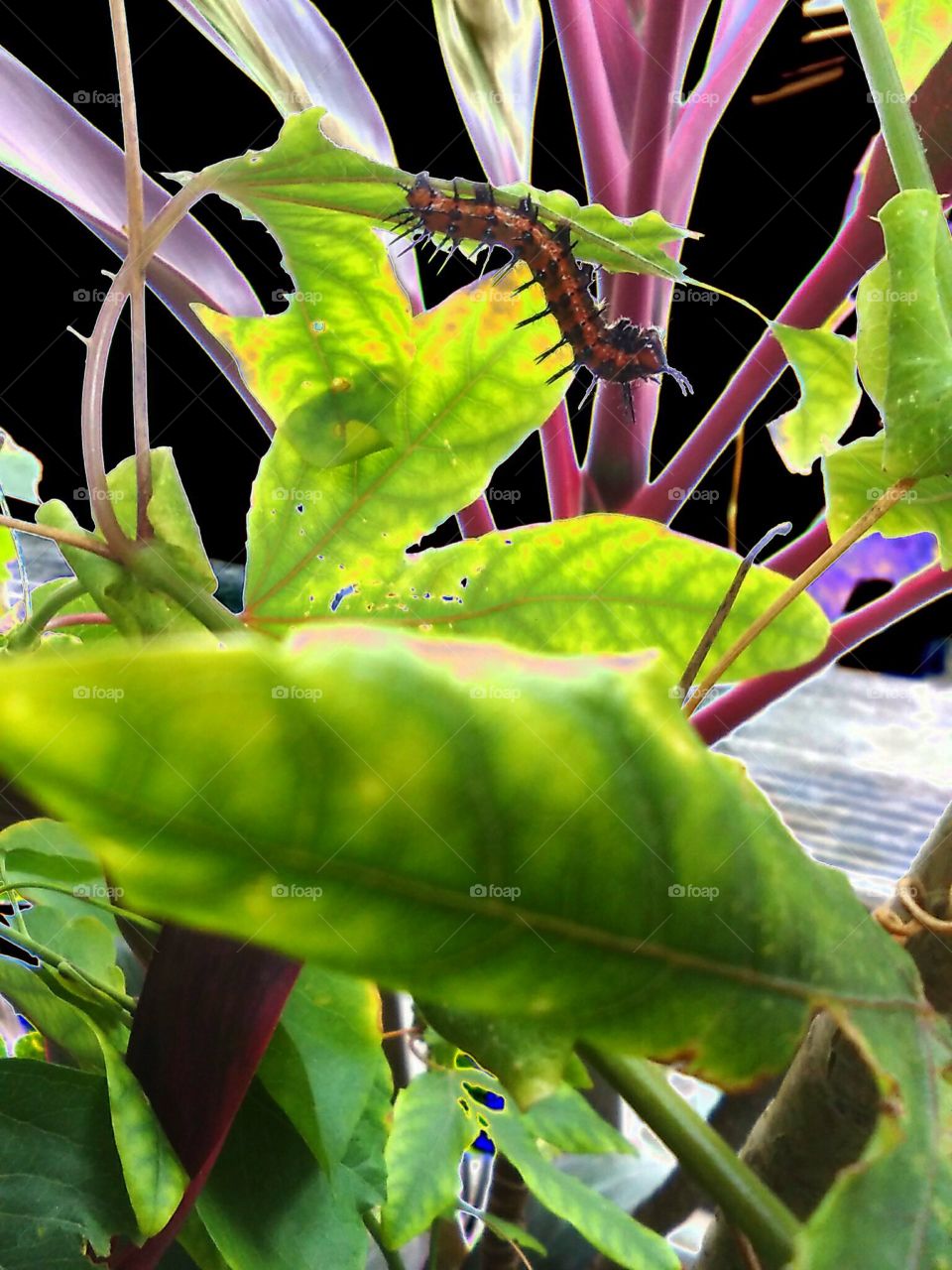 Caterpillar On A Branch
