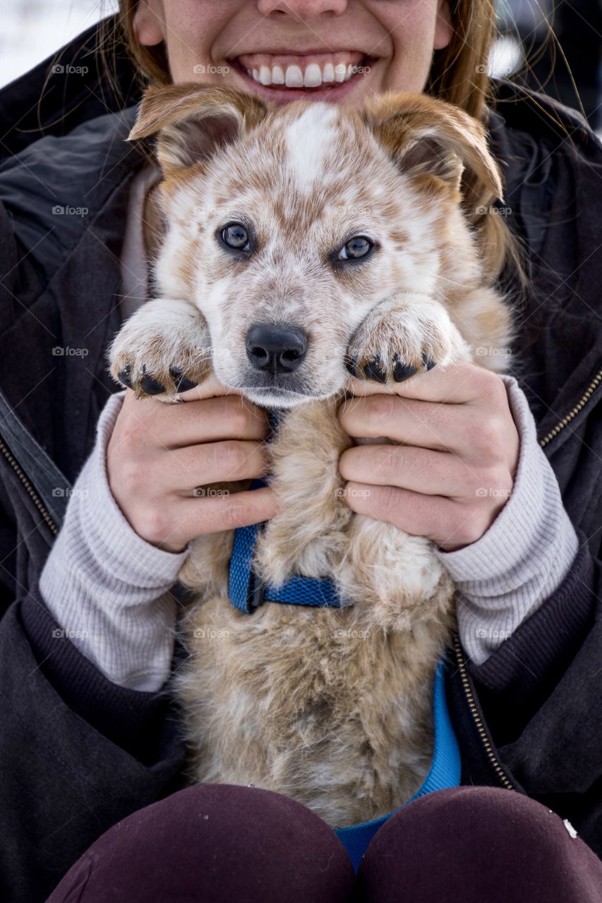 Adorable sheep dog puppy being incredibly cute and sweet. 