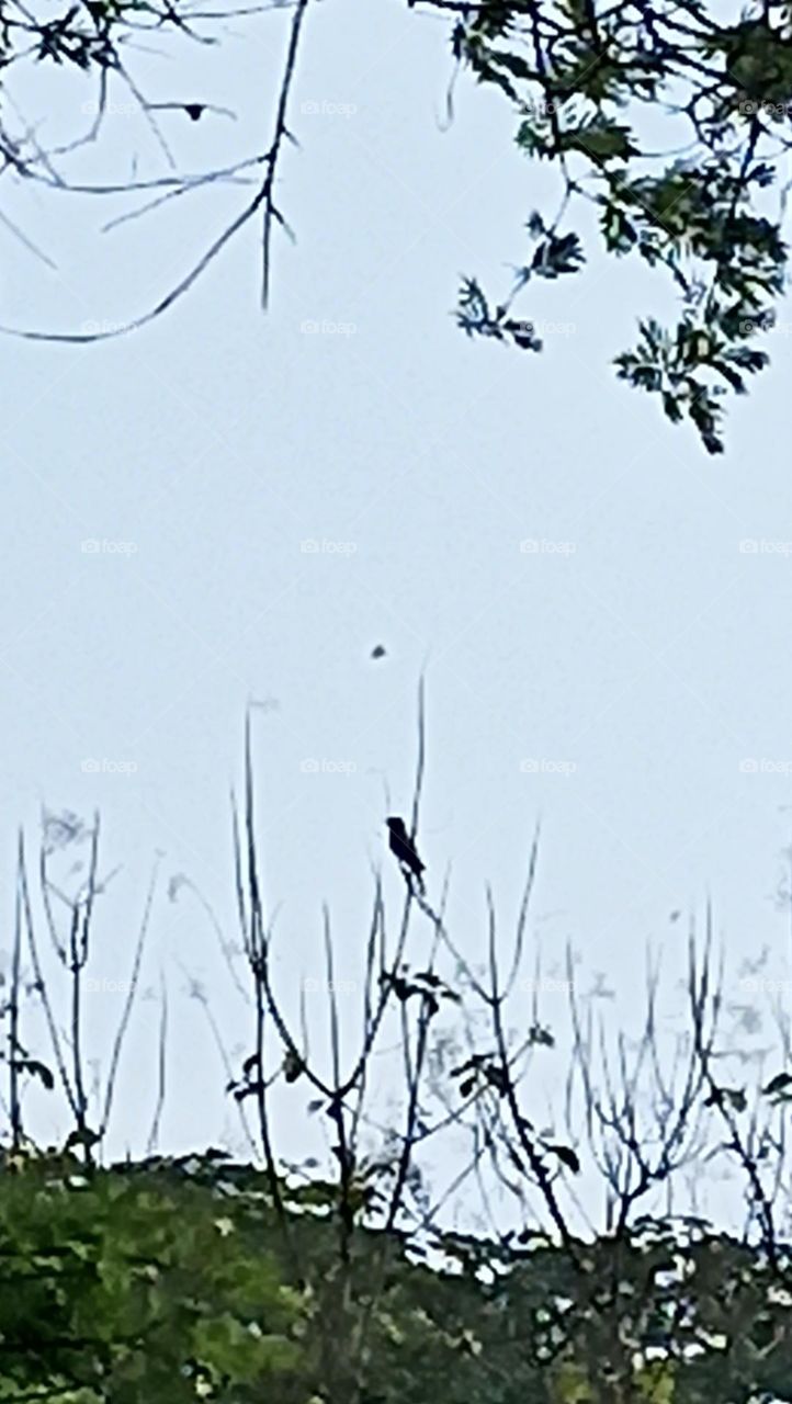 bird on small branches of weeds preching around