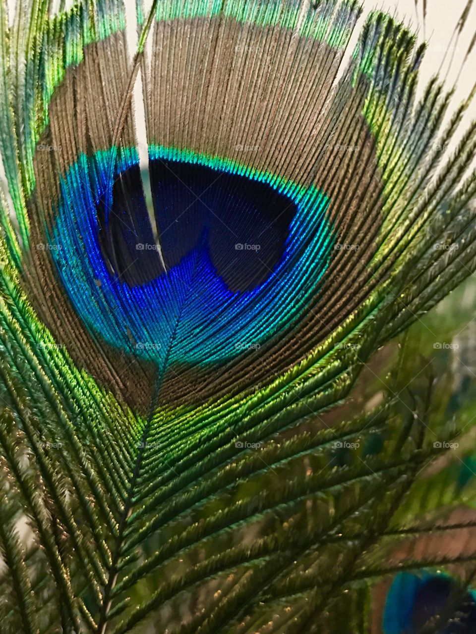 Feathers on feathers