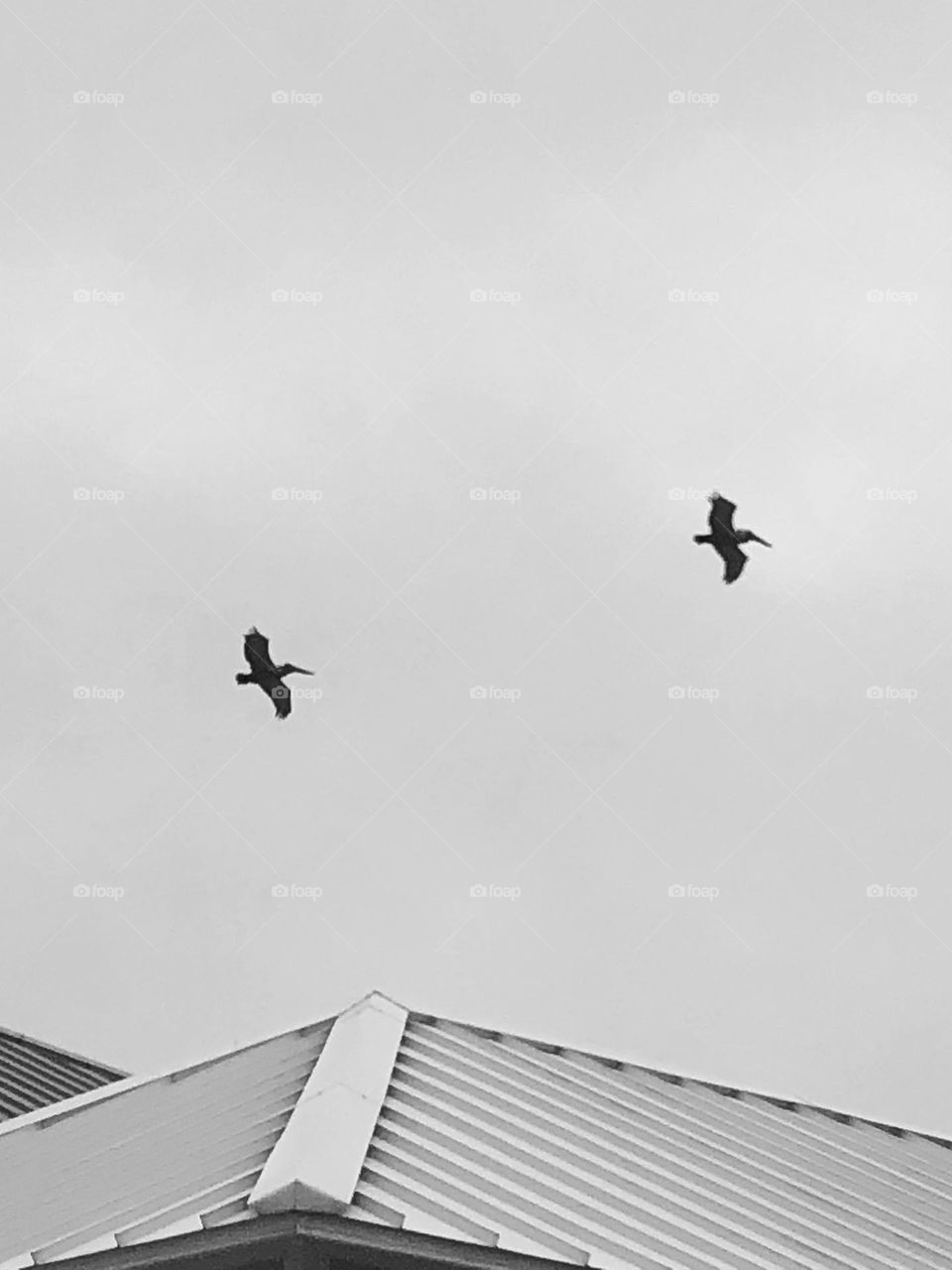 Two pelicans, in black and white, flying over the bay house roof in St Charles Bay. 