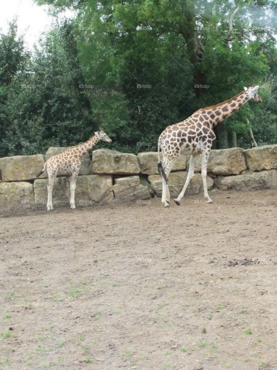 Walk on the wild side. Mum and baby giraffe 