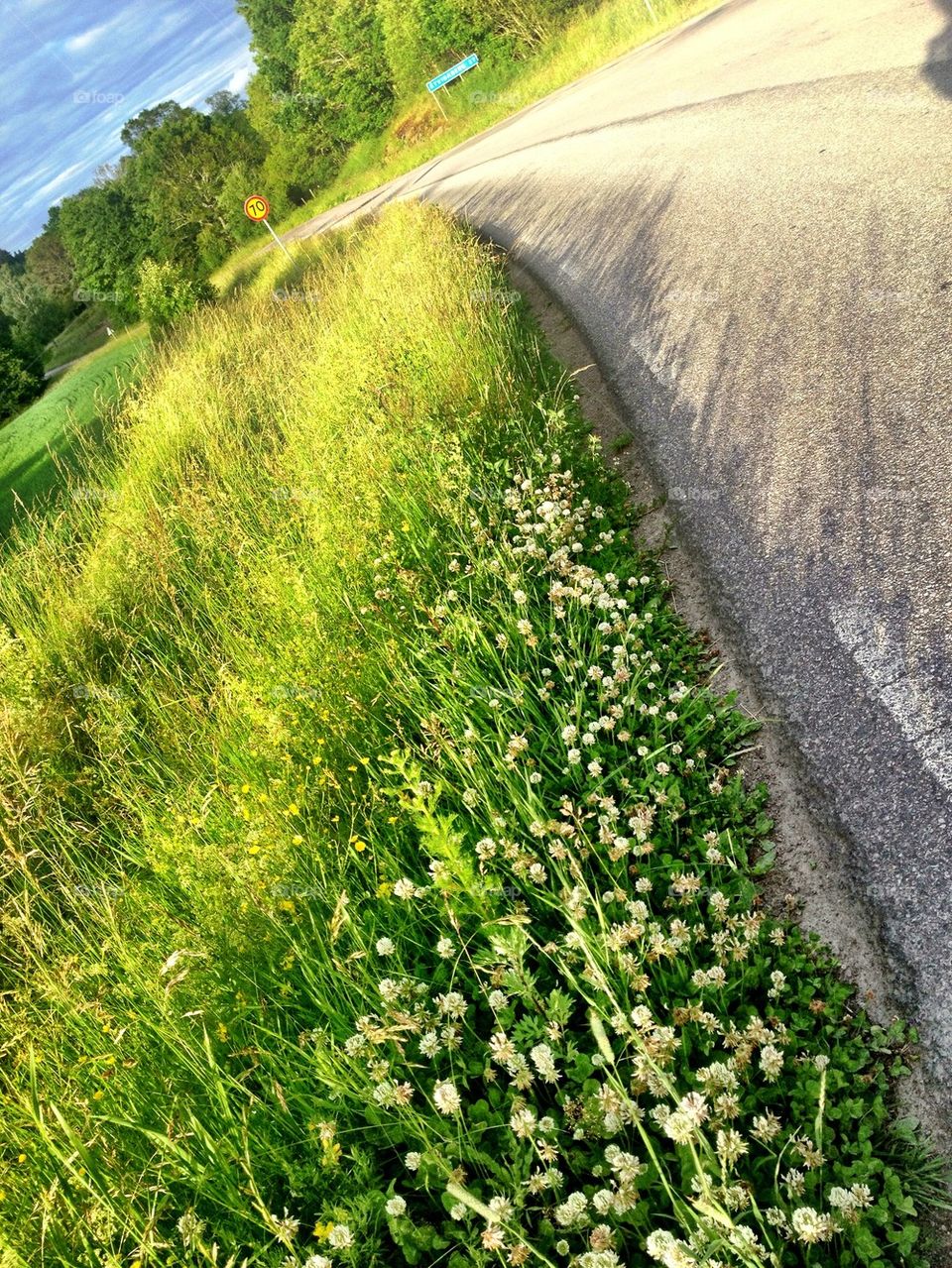 Flowers along the  road