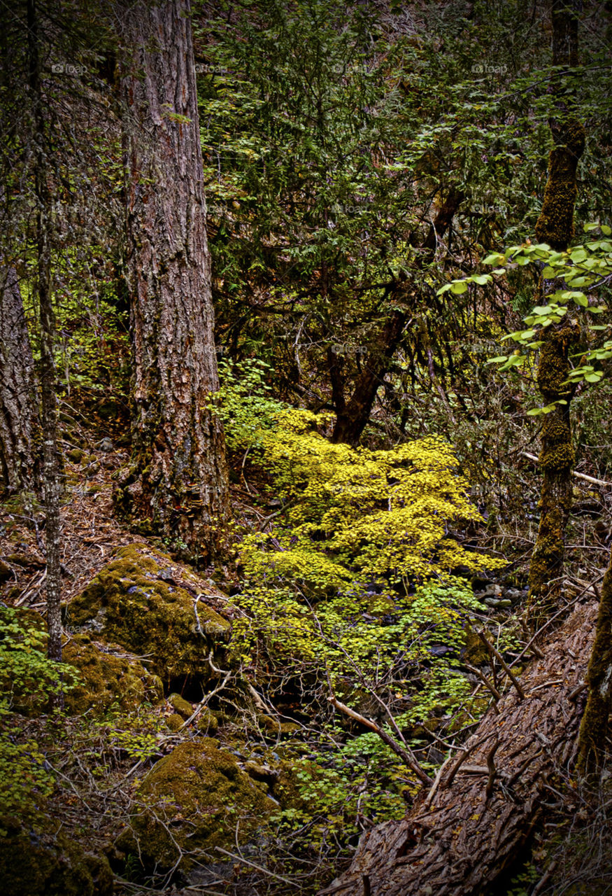 bright spot in a dark forest. sunlight streaming through the trees illuminates a bright spot of yellow foliage