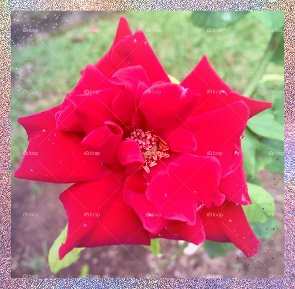 🌹 🇺🇸 Very beautiful flowers to brighten our day. Live nature and its beauty. Did you like the delicate petals? / 🇧🇷 Flores muito bonitas para alegrar nosso dia. Viva a natureza e sua beleza. Gostaram das pétalas delicadas?