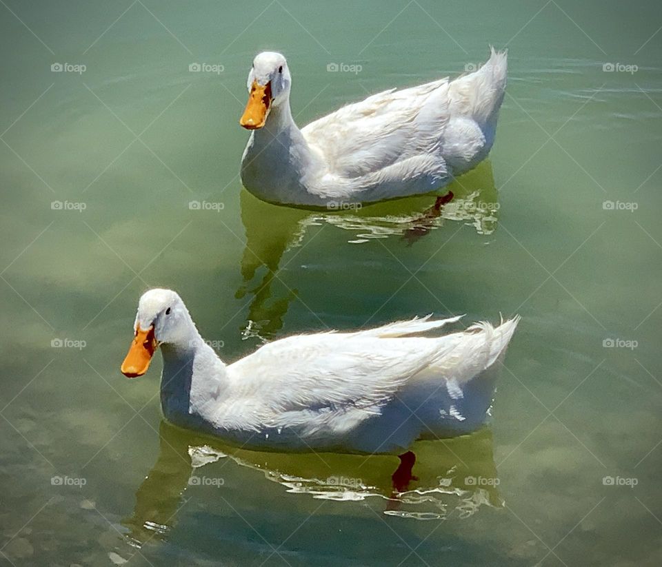 Birds in the Water 