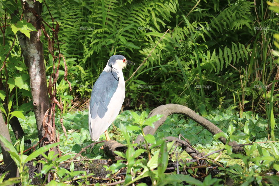 Native Louisiana wildlife.