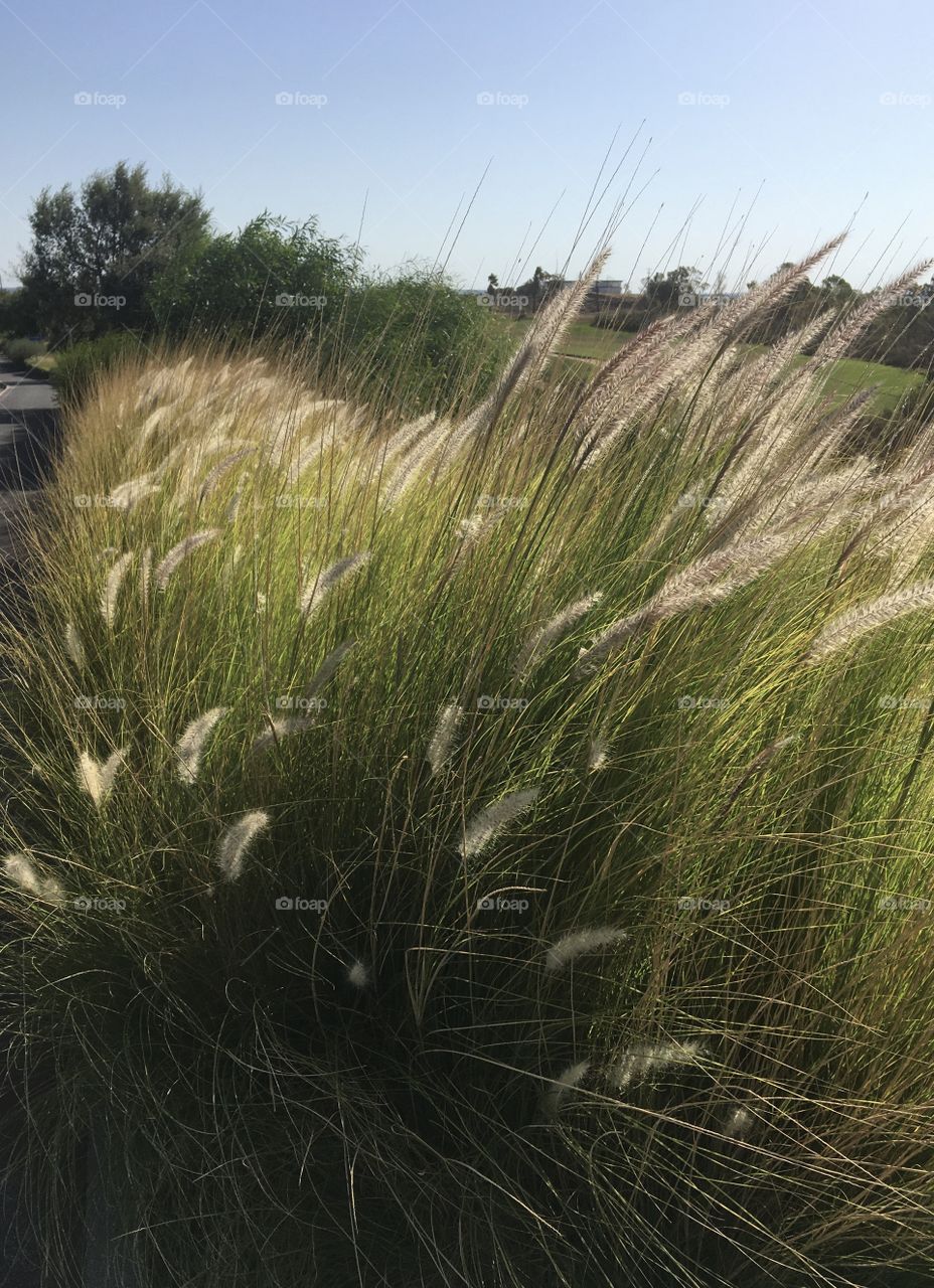 Summer wind in grassland