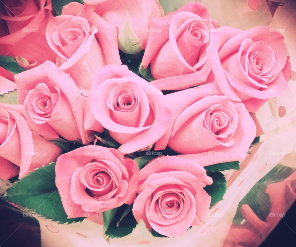 Light pink roses
