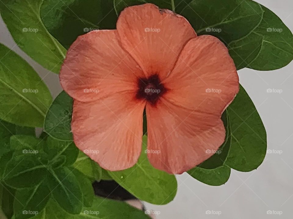 single periwinkle petal