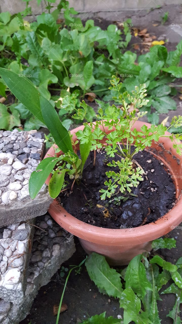 Ich Verliere mich in meinem Garten. Auch im Rustikalem.