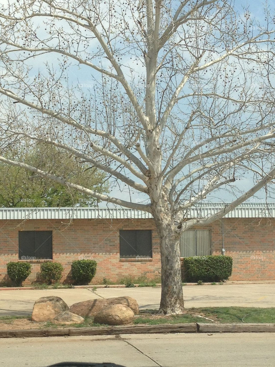 A single tree in front of a building.