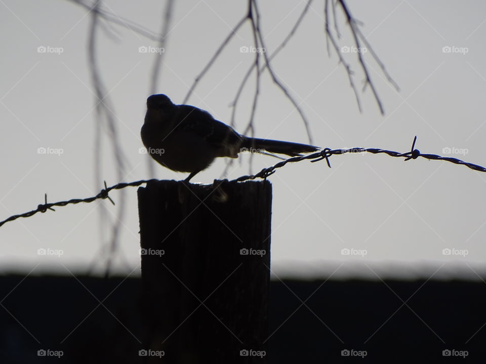 Bird on wooden post