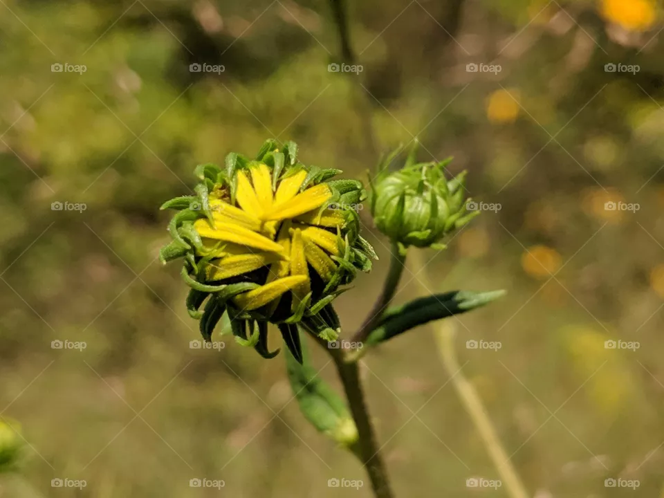 Flower bud