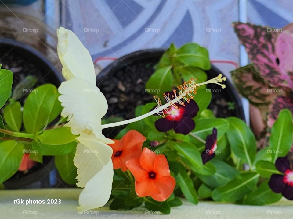 summer and spring flora