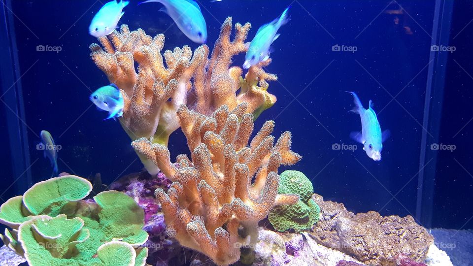 Musée Océanographique de Monaco