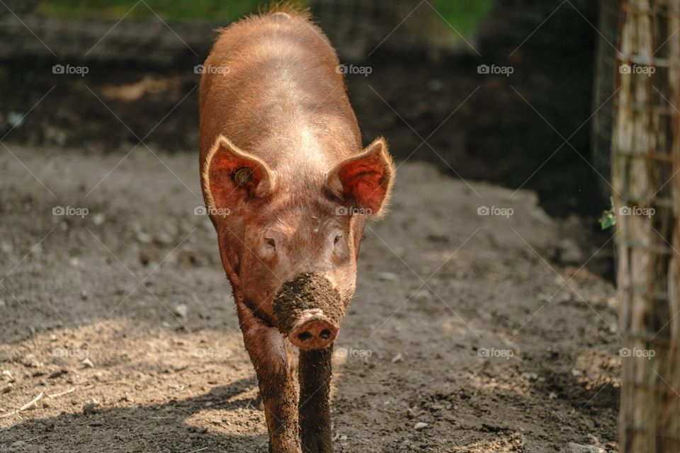 Muddy Pig