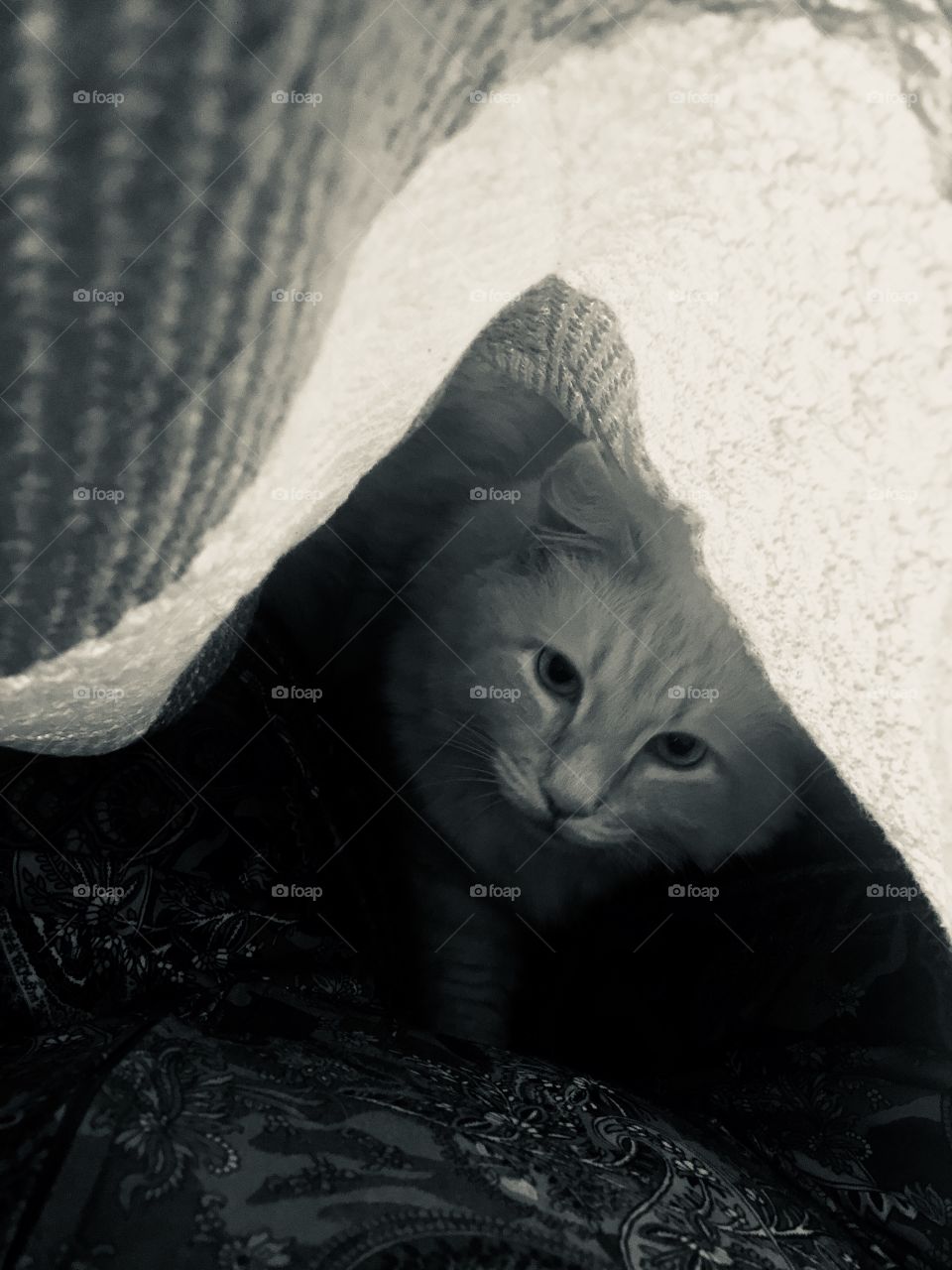 Peek a Boo Kitty