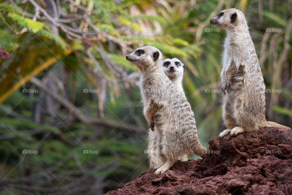 Suricate animal, Suricates sitting in the sand watching - surikat djur, surikater sitter och vaktar 