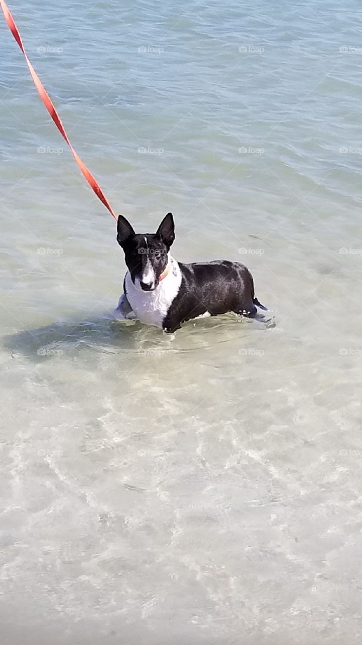 Milli Tot taking a swim in the ocean