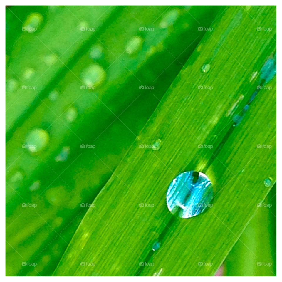 Rain Remnant. Crystal clear tiny drop of rain on new green spring growth