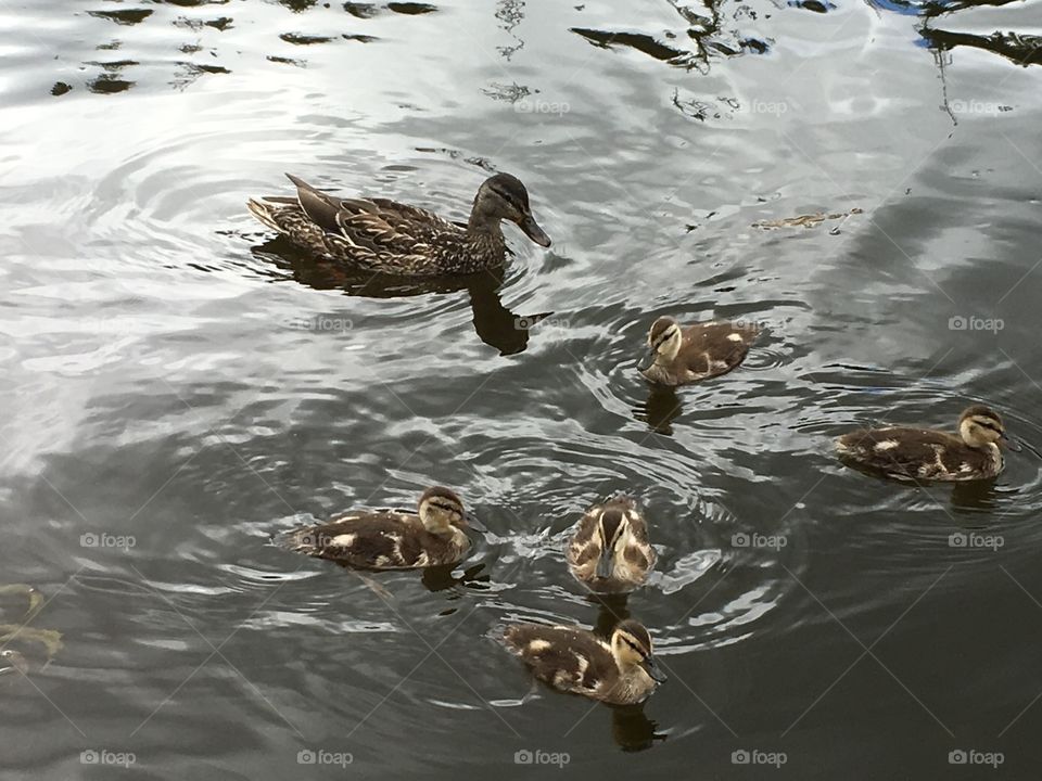 Mamma and baby ducks 