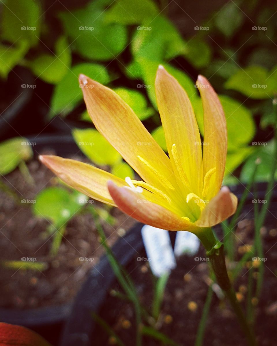 the beautiful rain lilly in Thailand