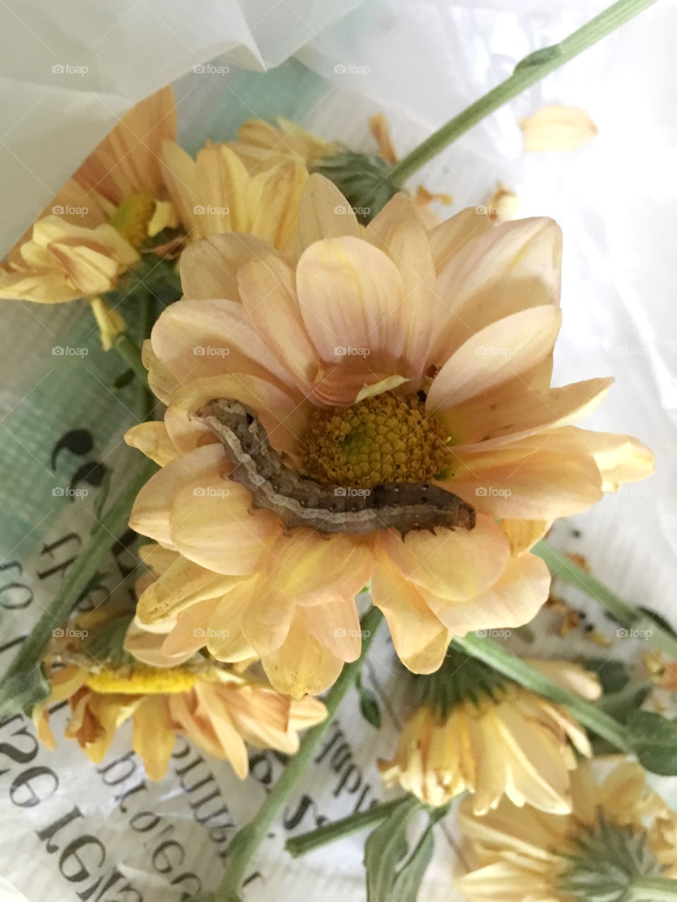 Will become a butterfly 