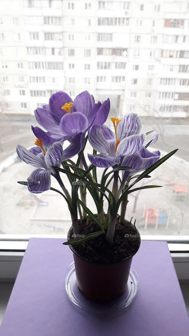 purple flowers in the pot on window