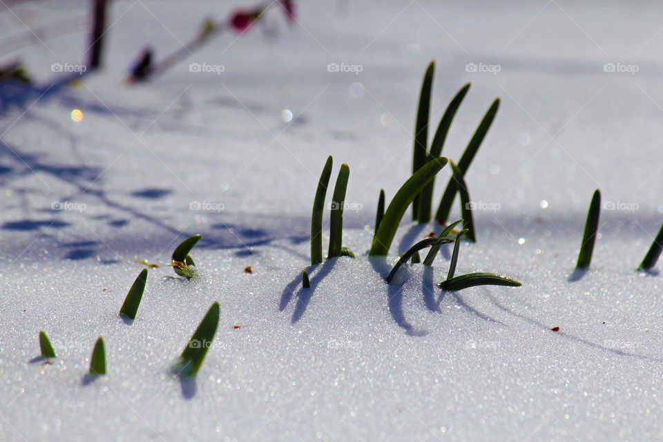 Blade of grass in snow
