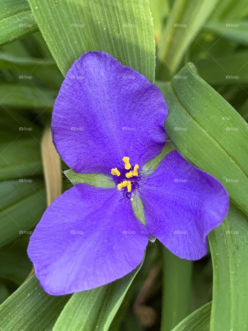 Flower blossom of Virginia Spiderwort