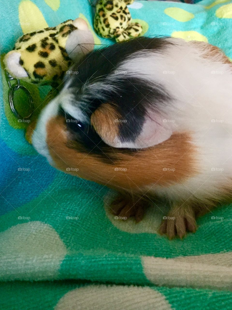 Playful guinea pig  