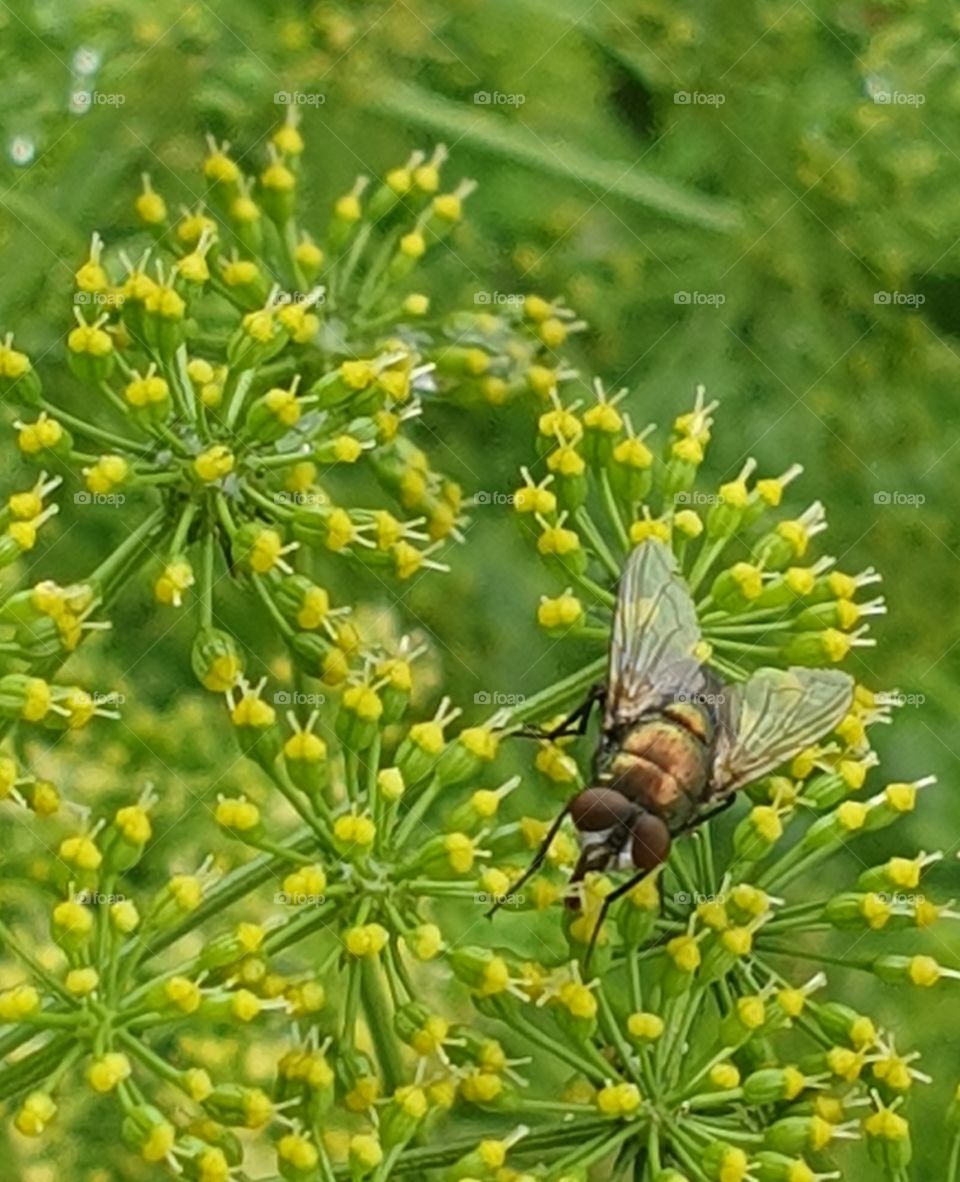 Fly caught Pollinating