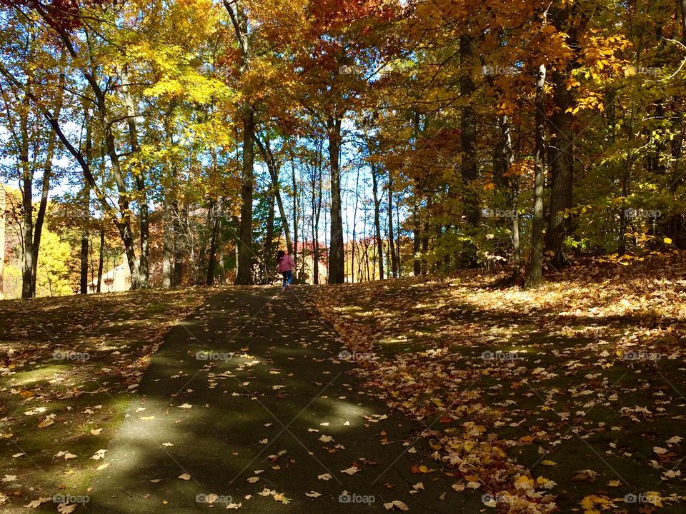 New England woodland path in autumn