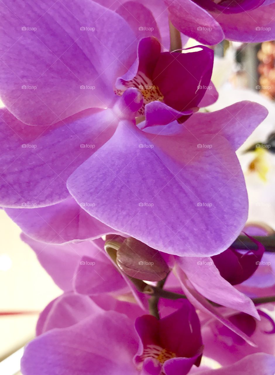 Purple flower story