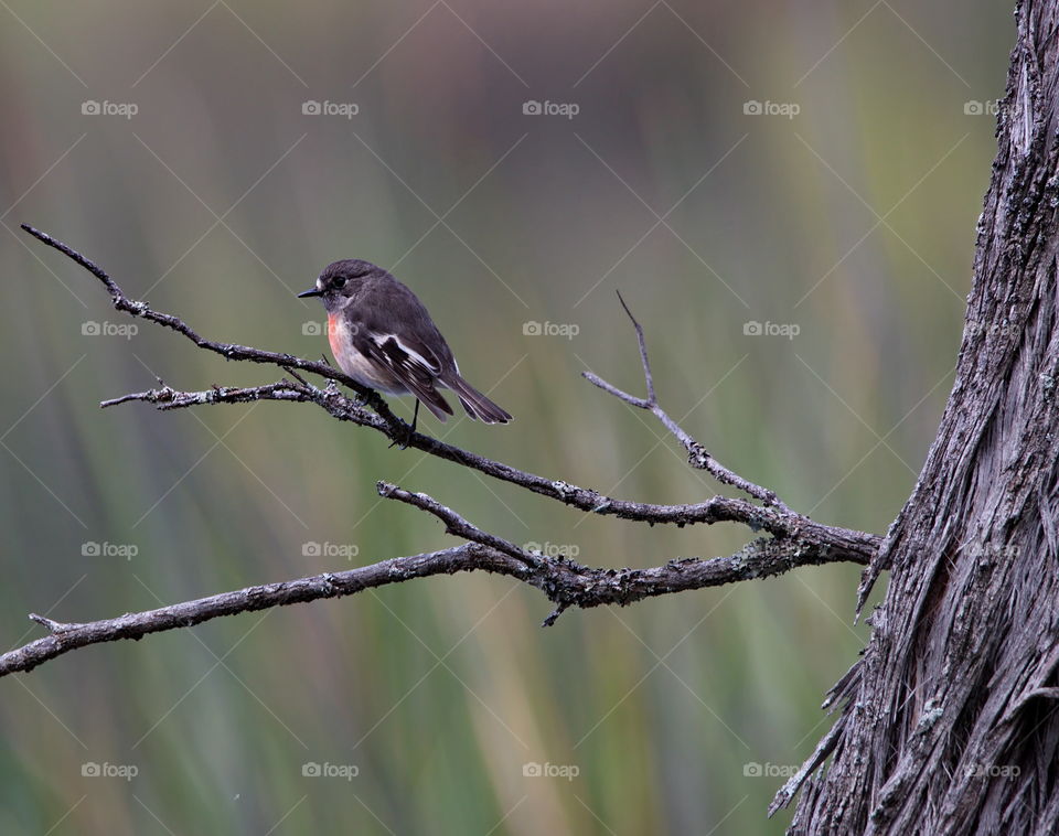 Scarlet Robin in a Forrest