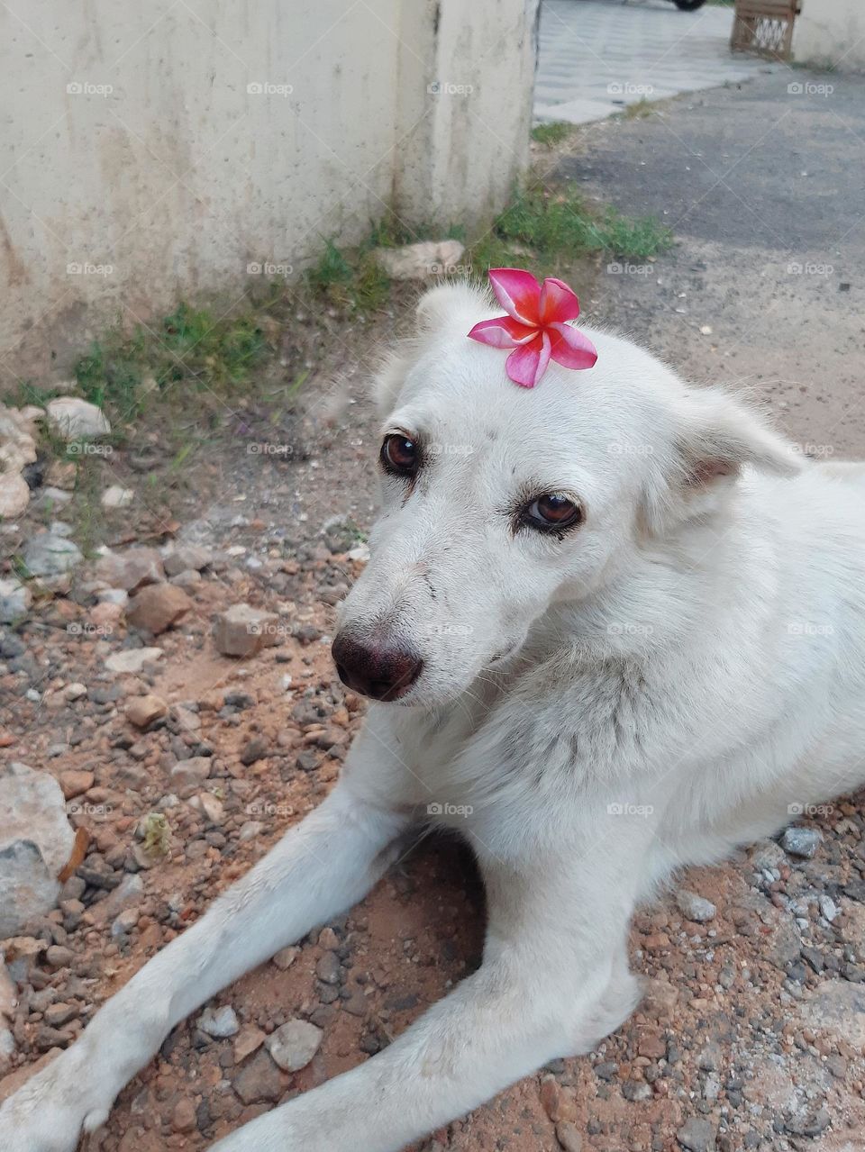 The most precious stray I've probably ever encountered so far 🌺