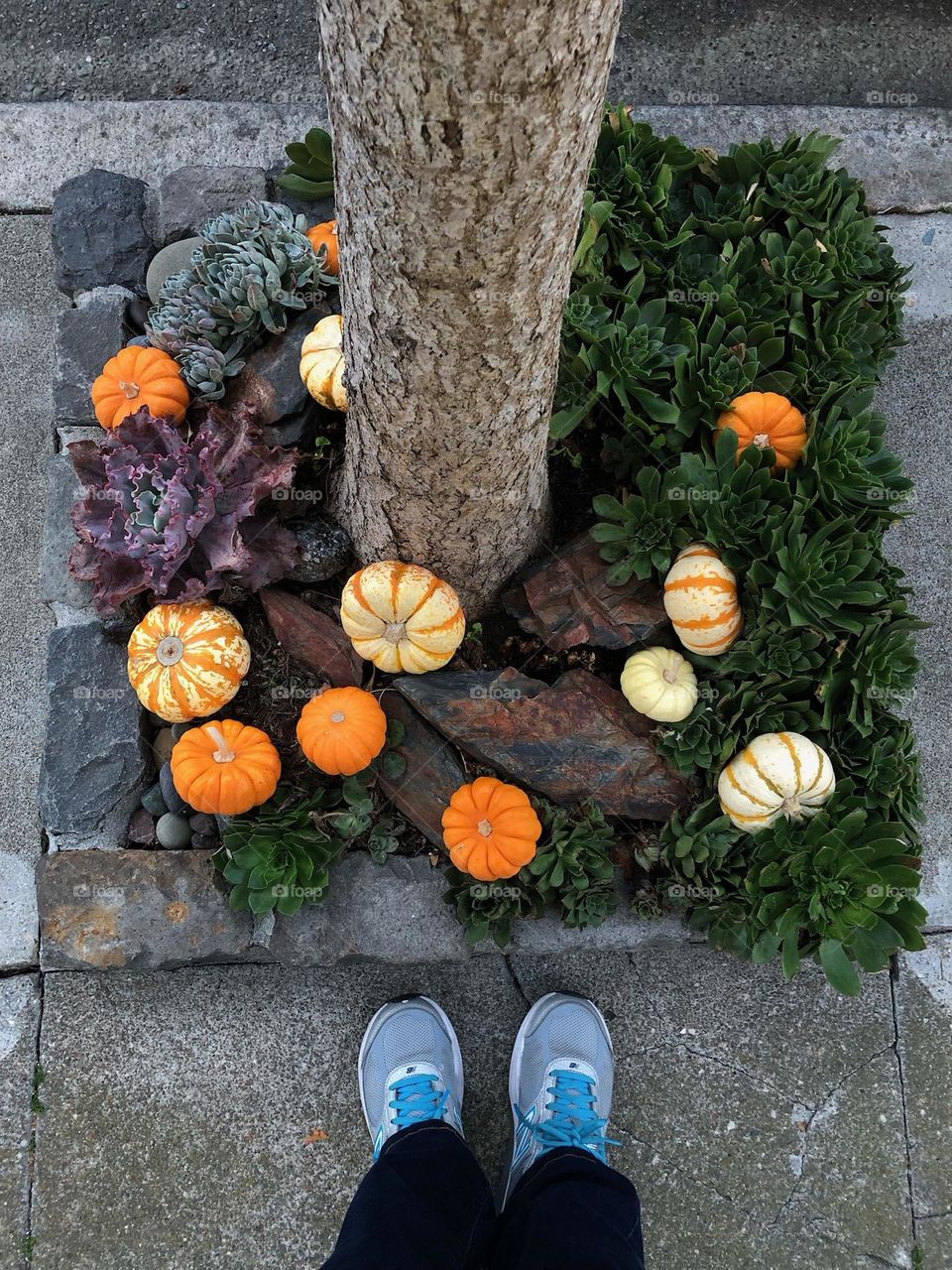 Pumpkins for Fall festival.