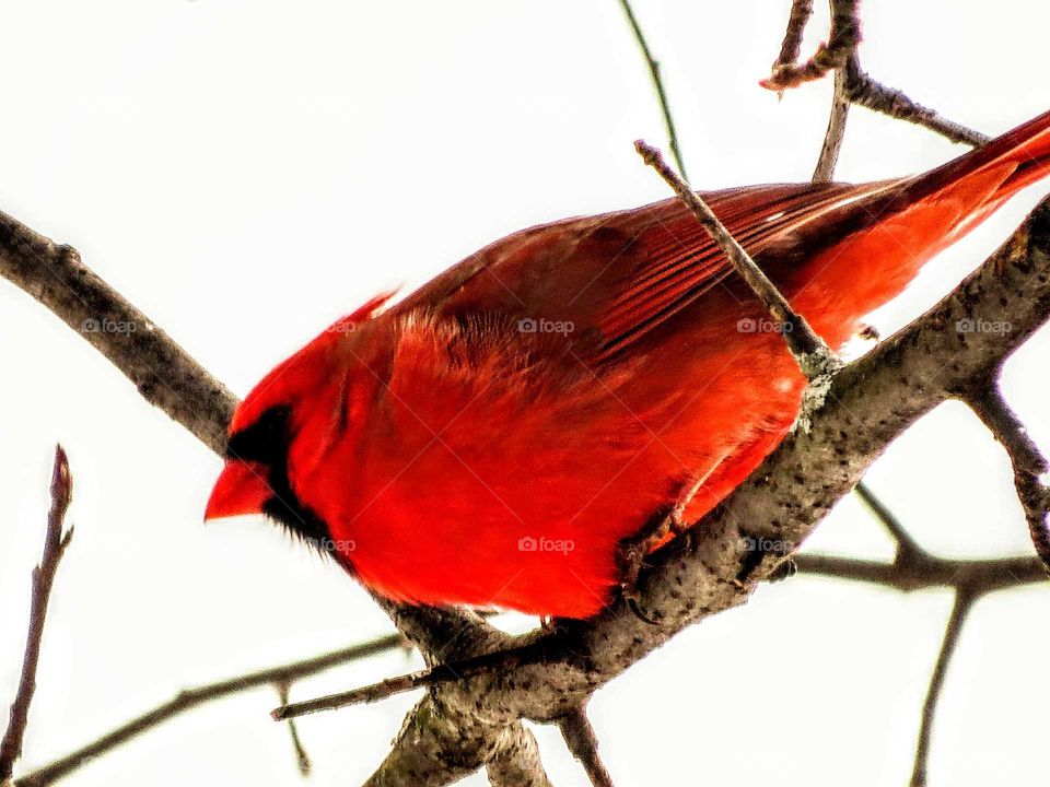 Cardinal favorite visitor