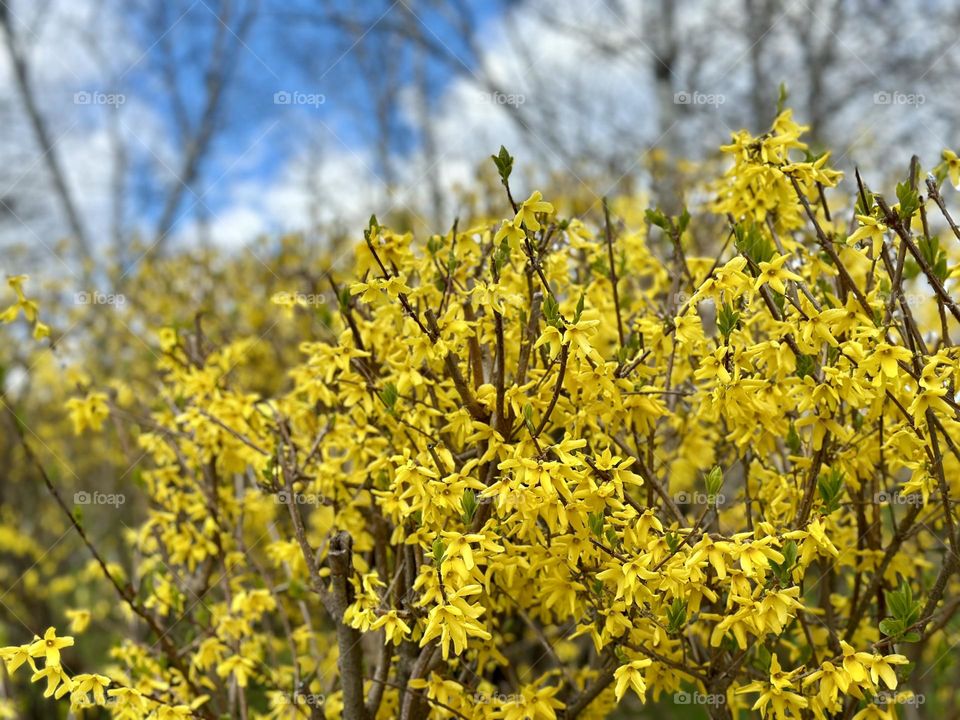 Beautiful spring colours