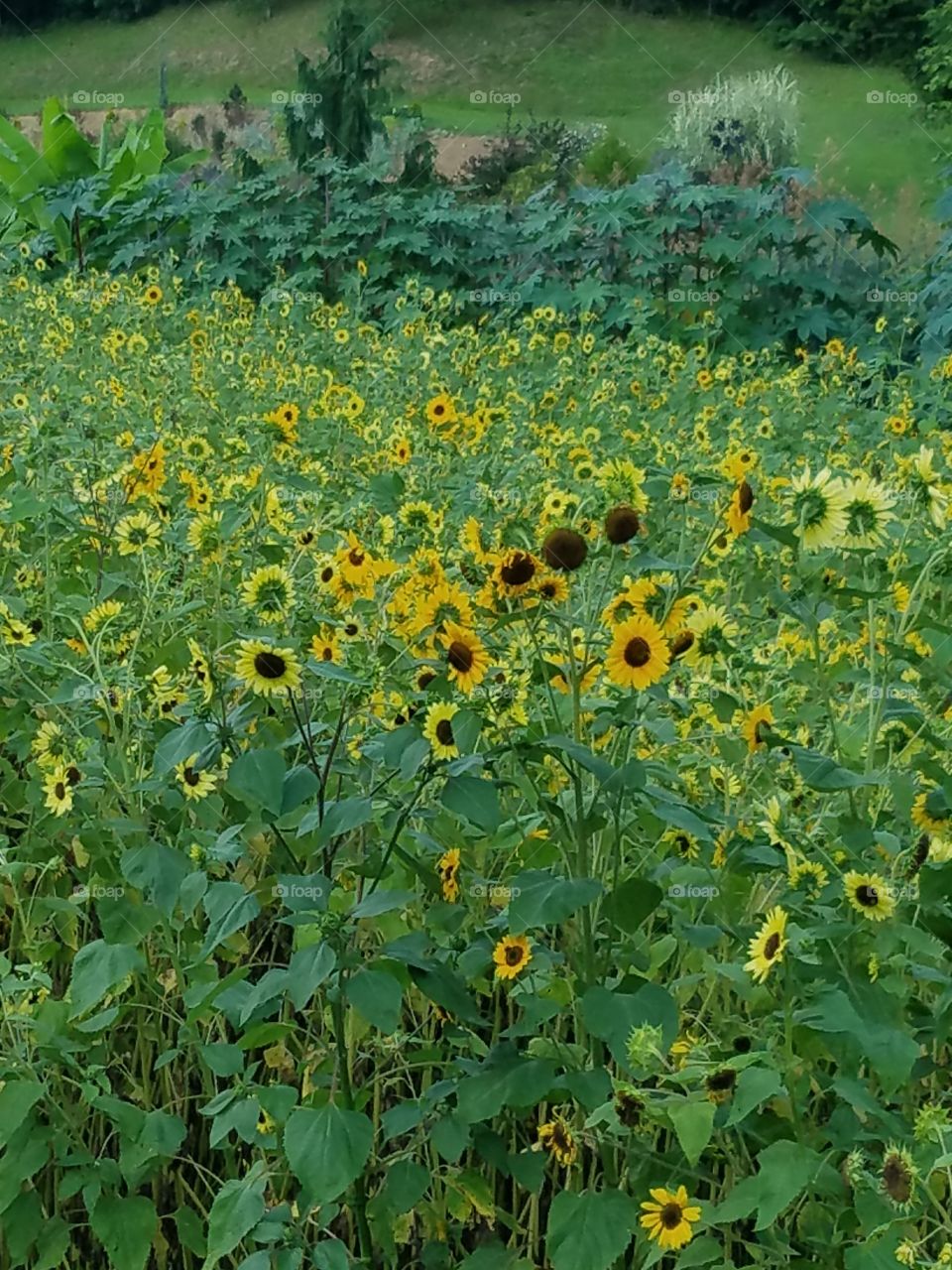 Happy sunflowers